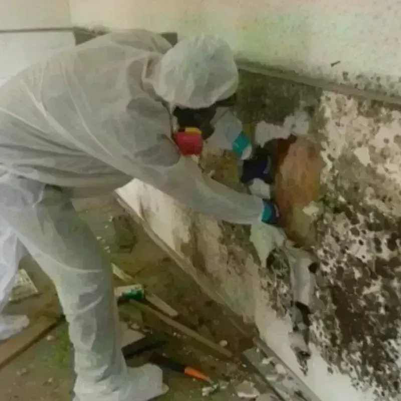 Mold Remediation and Removal in Harrison, NE